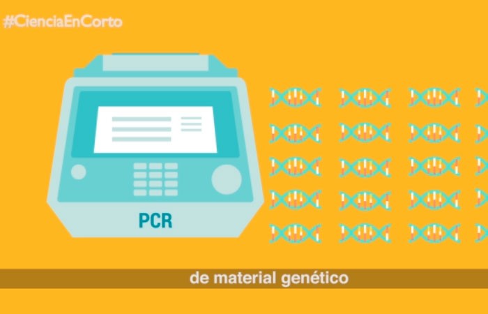 Rápidas vs PCR